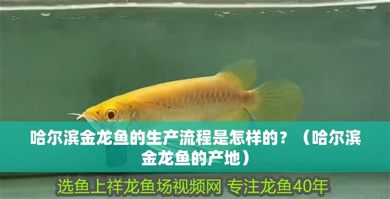 哈爾濱金龍魚的生產流程是怎樣的？（哈爾濱金龍魚的產地）