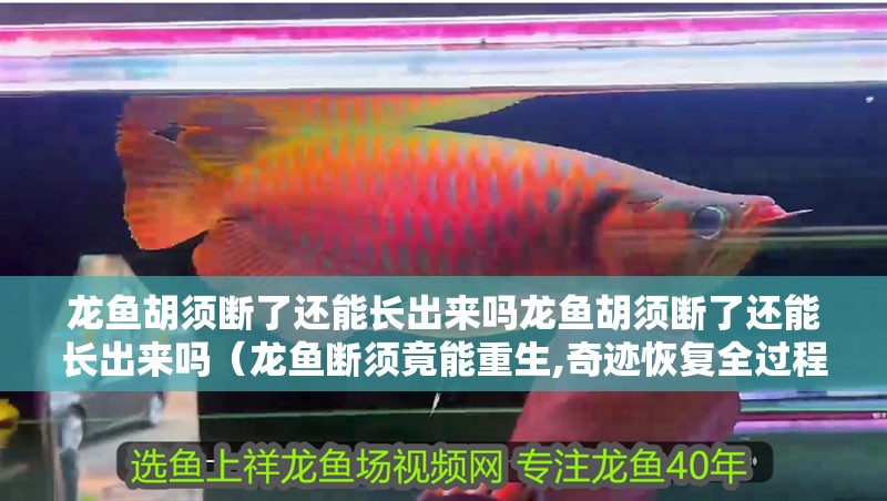 龍魚胡須斷了還能長出來嗎龍魚胡須斷了還能長出來嗎（龍魚斷須竟能重生,奇跡恢復全過程揭秘）