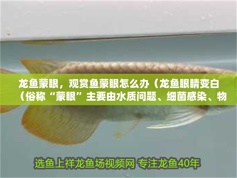 龍魚(yú)蒙眼，觀賞魚(yú)蒙眼怎么辦（龍魚(yú)眼睛變白（俗稱“蒙眼”主要由水質(zhì)問(wèn)題、細(xì)菌感染、物理?yè)p傷或寄生蟲(chóng)引起）