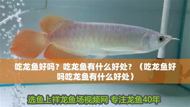 吃龍魚好嗎？吃龍魚有什么好處？（吃龍魚好嗎吃龍魚有什么好處）