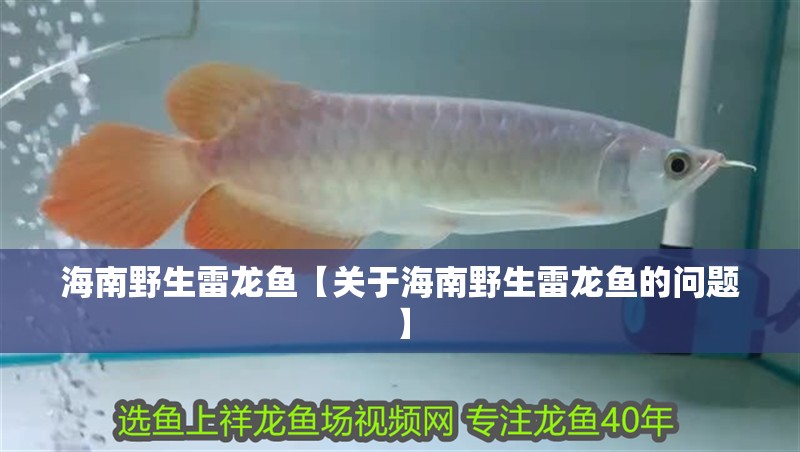 <strong><mark>海南</mark></strong>野生雷龍魚【關于<strong><mark>海南</mark></strong>野生雷龍魚的問題】
