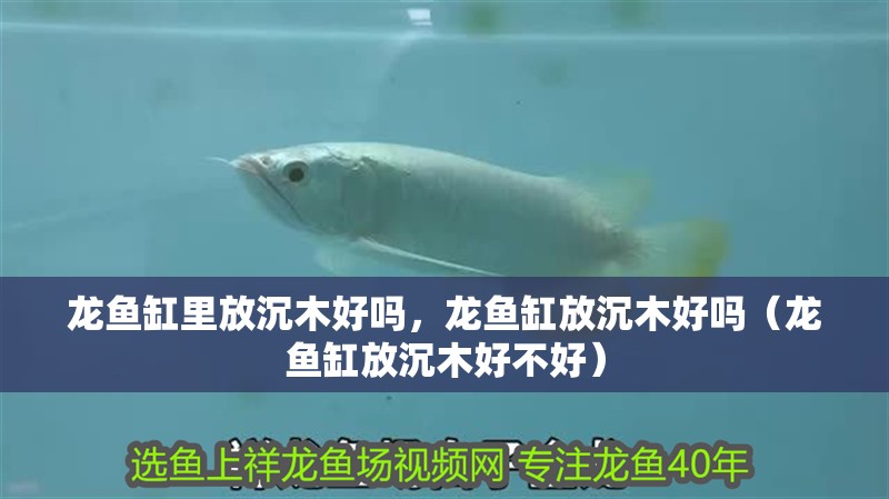 龍魚缸里放沉木好嗎，龍魚缸放沉木好嗎（龍魚缸放沉木好不好）