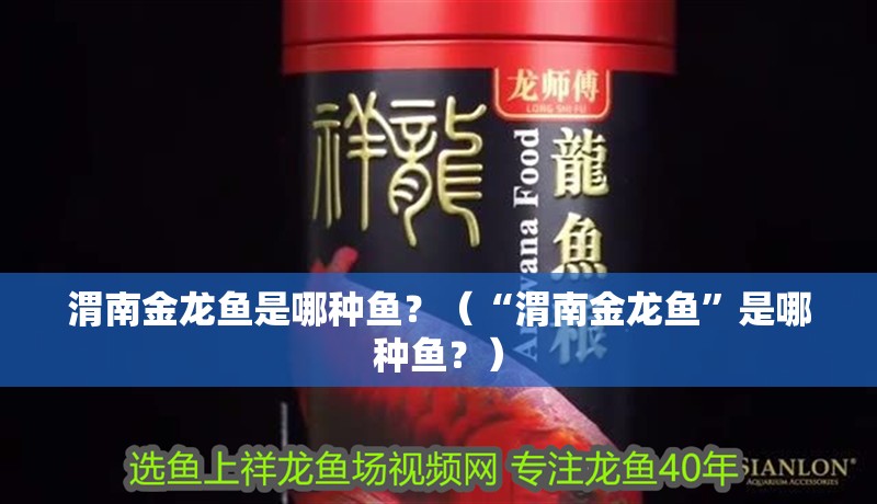 渭南金龍魚(yú)是哪種魚(yú)？（“渭南金龍魚(yú)”是哪種魚(yú)？）