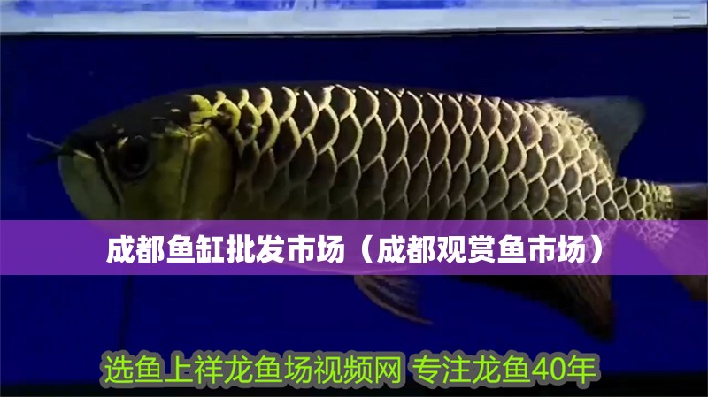 成都魚缸批發市場（成都觀賞魚市場）
