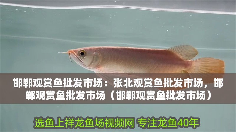 邯鄲觀賞魚批發市場：張北觀賞魚批發市場，邯鄲觀賞魚批發市場（邯鄲觀賞魚批發市場）