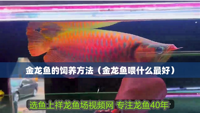 金龍魚的飼養方法（金龍魚喂什么最好）