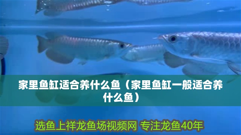 家里魚(yú)缸適合養(yǎng)什么魚(yú)（家里魚(yú)缸一般適合養(yǎng)什么魚(yú)）