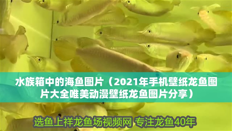 水族箱中的海魚圖片（2021年手機壁紙龍魚圖片大全唯美動漫壁紙龍魚圖片分享）