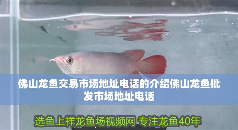<strong><mark>佛山</mark></strong>龍魚交易市場地址電話的介紹<strong><mark>佛山</mark></strong>龍魚批發市場地址電話