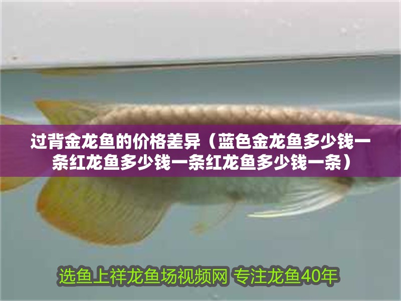 過背金龍魚的價格差異（藍(lán)色金龍魚多少錢一條紅龍魚多少錢一條紅龍魚多少錢一條）