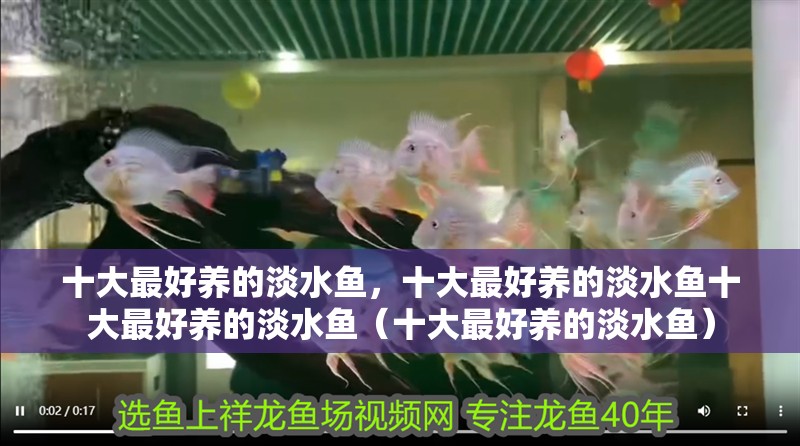 十大最好養的淡水魚，十大最好養的淡水魚十大最好養的淡水魚（十大最好養的淡水魚）