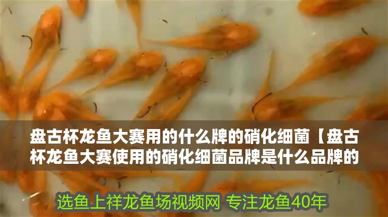 盤古杯龍魚大賽用的什么牌的硝化細菌【盤古杯龍魚大賽使用的硝化細菌品牌是什么品牌的？】