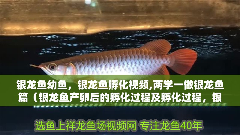 銀龍魚幼魚，銀龍魚孵化視頻,兩學一做銀龍魚篇（銀龍魚產卵后的孵化過程及孵化過程，銀龍魚孵化視頻）