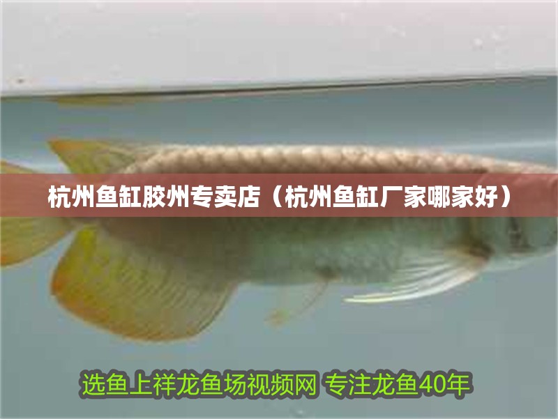 <strong><mark>杭州</mark></strong>魚缸膠州專賣店（<strong><mark>杭州</mark></strong>魚缸廠家哪家好）
