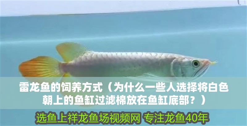 雷龍魚的飼養方式（為什么一些人選擇將白色朝上的魚缸過濾棉放在魚缸底部？）