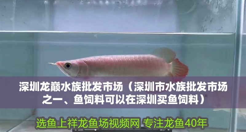 深圳龍巔水族批發市場（深圳市水族批發市場之一、魚飼料可以在深圳買魚飼料）