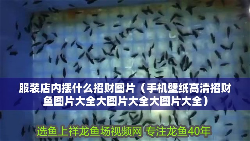 服裝店內擺什么招財圖片（手機壁紙高清招財魚圖片大全大圖片大全大圖片大全）