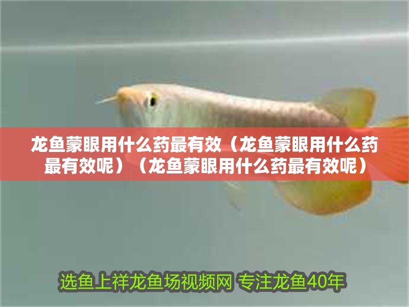 龍魚蒙眼用什么藥最有效(龍魚蒙眼用什么藥最有效呢)(龍魚蒙眼用什么藥最有效呢) 觀賞魚百科 第2張 龍魚蒙眼用什么藥最有效(龍魚蒙眼用什么藥最有效呢)(龍魚蒙眼用什么藥最有效呢) 龍魚蒙眼用什么藥最有效(龍魚蒙眼用什么藥最有效呢)(龍魚蒙眼用什么藥最有效呢) 觀賞魚百科 第2張