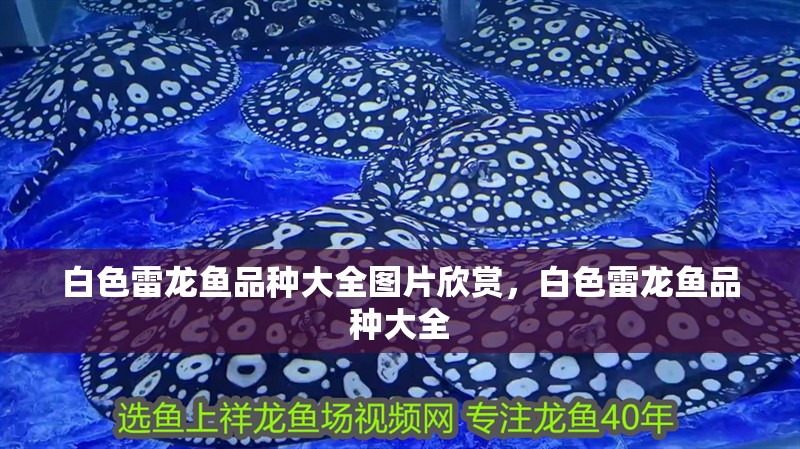 白色雷龍魚品種大全圖片欣賞，白色雷龍魚品種大全