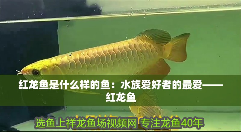 紅龍魚是什么樣的魚：水族愛好者的最愛——紅龍魚