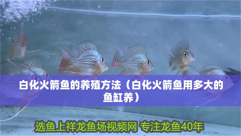 白化火箭魚的養(yǎng)殖方法（白化火箭魚用多大的魚缸養(yǎng)）
