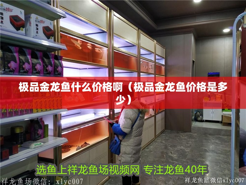 極品金龍魚什么價(jià)格?。O品金龍魚價(jià)格是多少）