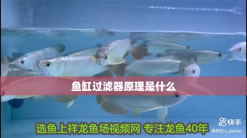 魚缸過濾器原理是什么