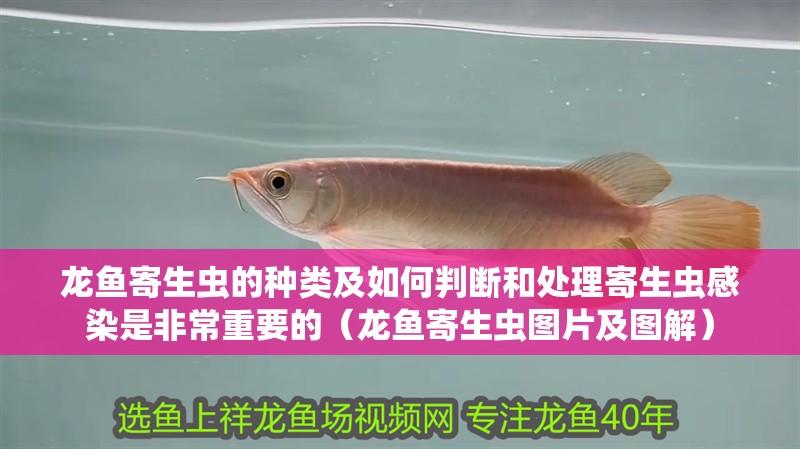龍魚寄生蟲的種類及如何判斷和處理寄生蟲感染是非常重要的（龍魚寄生蟲圖片及圖解）