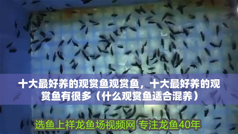 十大最好養(yǎng)的觀賞魚觀賞魚，十大最好養(yǎng)的觀賞魚有很多（什么觀賞魚適合混養(yǎng)）