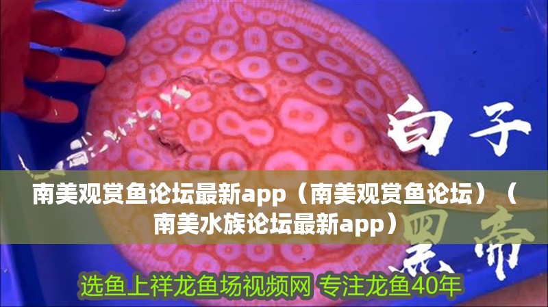 南美觀賞魚論壇最新app（南美觀賞魚論壇）（南美水族論壇最新app）