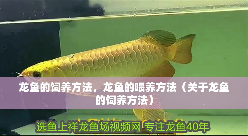龍魚的飼養(yǎng)方法，龍魚的喂養(yǎng)方法（關于龍魚的飼養(yǎng)方法）