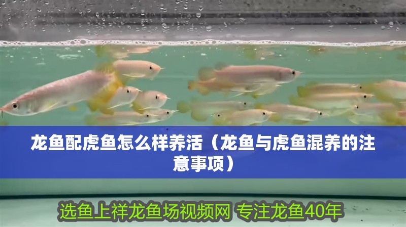 龍魚配虎魚怎么樣養活（龍魚與虎魚混養的注意事項）