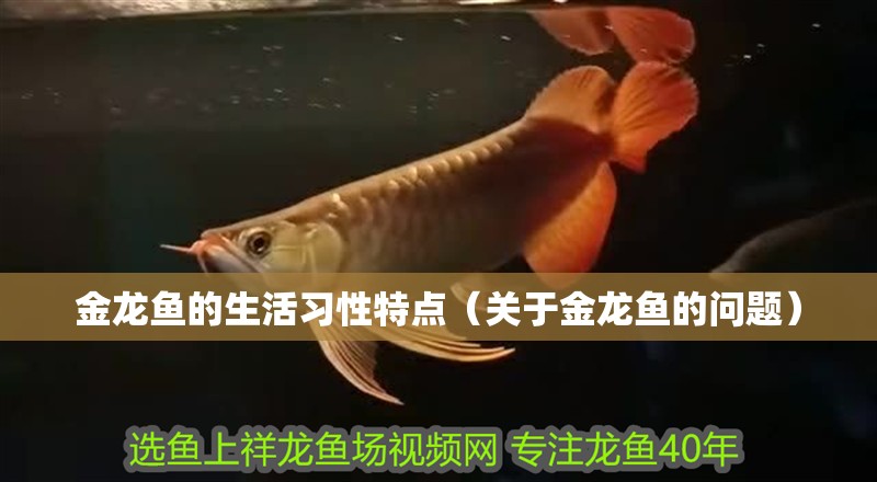 金龍魚的生活習(xí)性特點（關(guān)于金龍魚的問題）