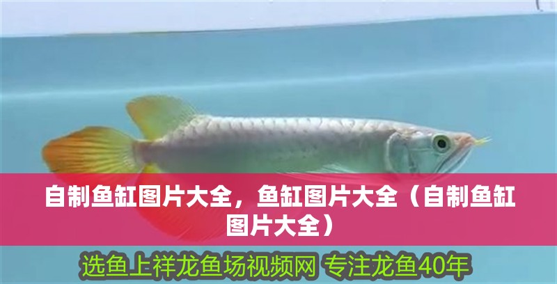 自制魚缸圖片大全，魚缸圖片大全（自制魚缸圖片大全）