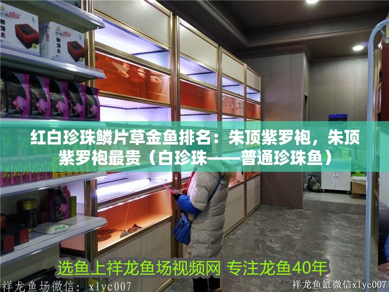 紅白珍珠鱗片草金魚排名：朱頂紫羅袍，朱頂紫羅袍最貴（白珍珠——普通珍珠魚）