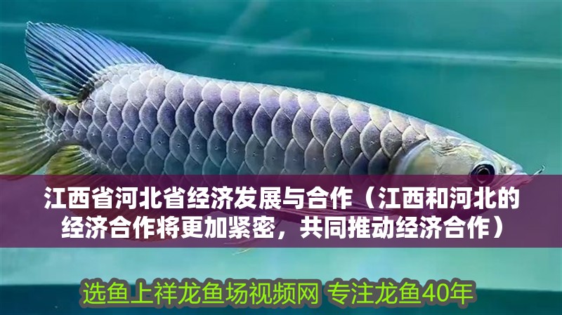 江西省河北省經濟發展與<strong><mark>合作</mark></strong>（江西和河北的經濟<strong><mark>合作</mark></strong>將更加緊密，共同推動經濟<strong><mark>合作</mark></strong>）