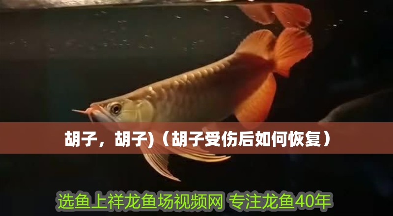 胡子，胡子)（胡子受傷后如何恢復）