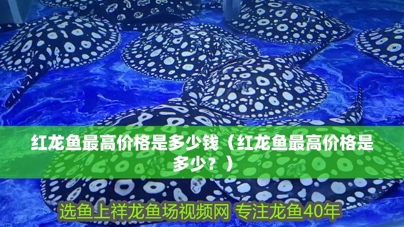 紅龍魚最高價格是多少錢（紅龍魚最高價格是多少？）