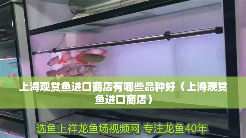 鸚鵡魚和銀龍魚混養怎樣喂食 上海觀賞魚進口商店有哪些品種好(上海觀賞魚進口商店) 觀賞魚百科 上海觀賞魚進口商店有哪些品種好(上海觀賞魚進口商店) 上海觀賞魚進口商店有哪些品種好(上海觀賞魚進口商店) 觀賞魚百科