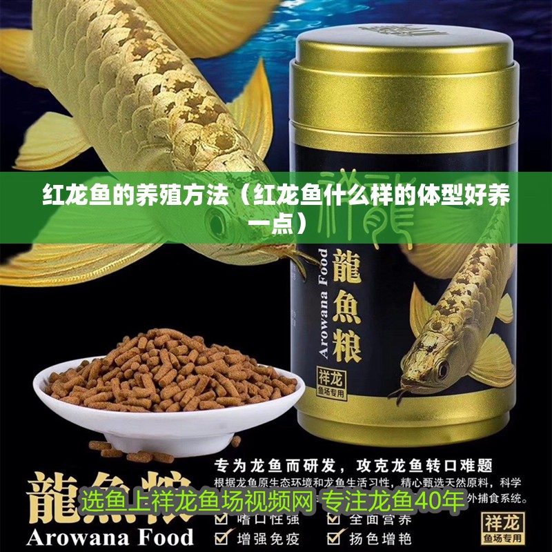 紅龍魚的養殖方法（紅龍魚什么樣的體型好養一點）