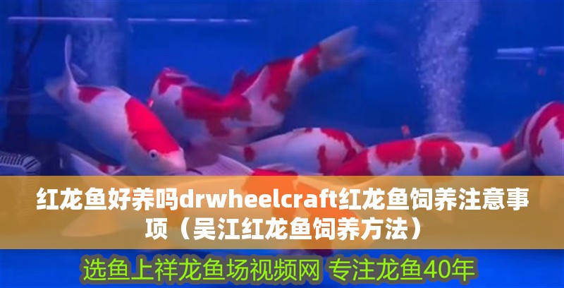 紅龍魚好養嗎drwheelcraft紅龍魚飼養注意事項（吳江紅龍魚飼養方法）