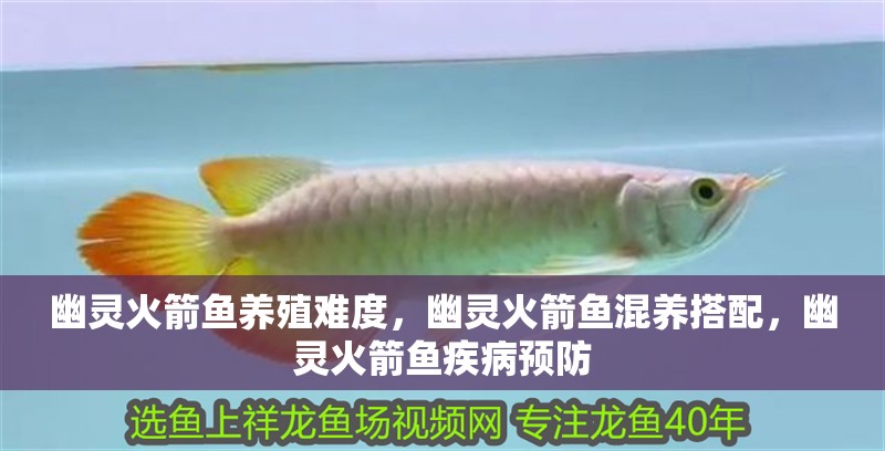 幽靈火箭魚養殖難度，幽靈火箭魚混養搭配，幽靈火箭魚疾病預防