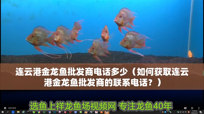 連云港金龍魚批發商電話多少（如何獲取連云港金龍魚批發商的聯系電話？）