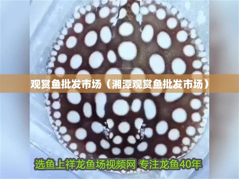 觀賞魚批發(fā)市場（<strong><mark>湘潭</mark></strong>觀賞魚批發(fā)市場）