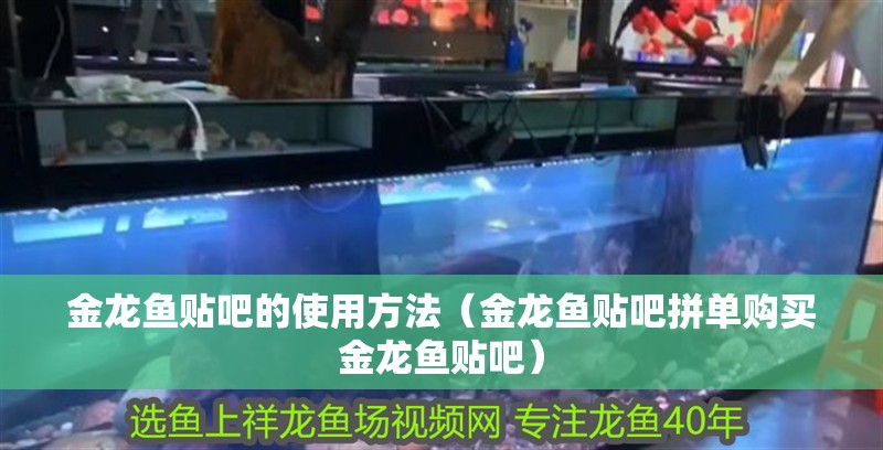 金龍魚貼吧的使用方法（金龍魚貼吧拼單購買金龍魚貼吧）