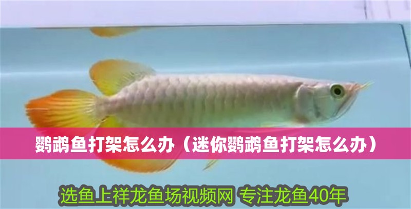 鸚鵡魚打架怎么辦（迷你鸚鵡魚打架怎么辦）