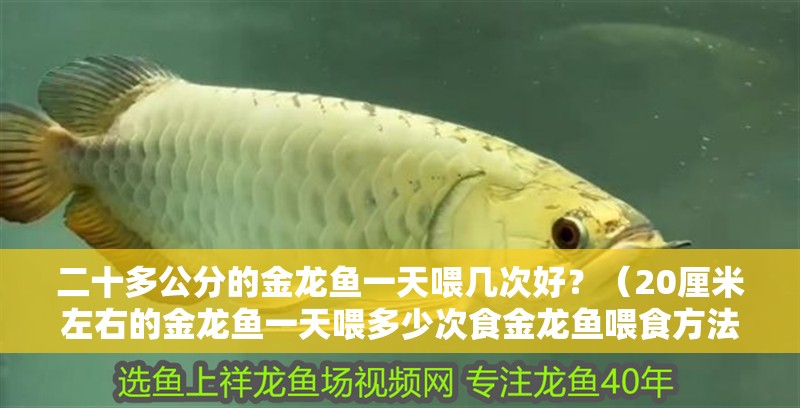 二十多公分的金龍魚一天喂幾次好？（20厘米左右的金龍魚一天喂多少次食金龍魚喂食方法）