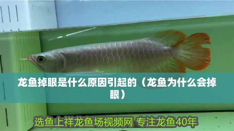 龍魚掉眼是什么原因引起的（龍魚為什么會掉眼）