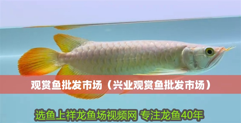 觀賞魚(yú)批發(fā)市場(chǎng)（興業(yè)觀賞魚(yú)批發(fā)市場(chǎng)）