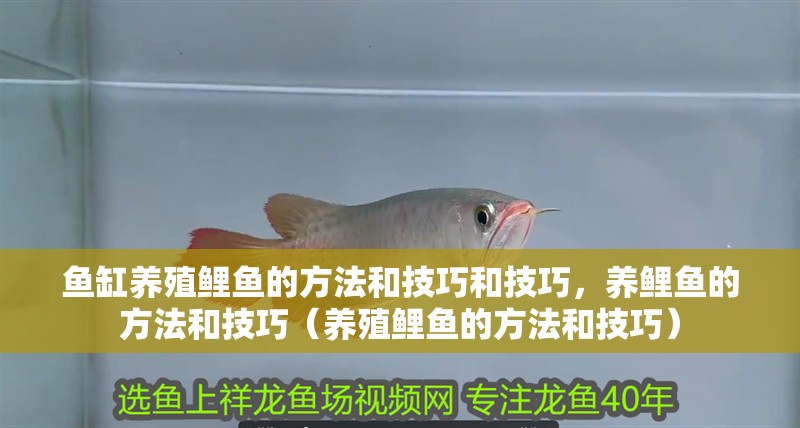 魚缸養(yǎng)殖鯉魚的方法和技巧和技巧，養(yǎng)鯉魚的方法和技巧（養(yǎng)殖鯉魚的方法和技巧）